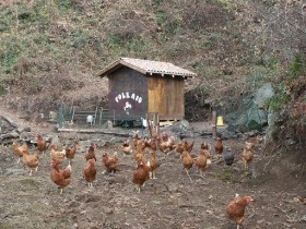 Avicoli - AGRITURISMO IL MELO VERDE